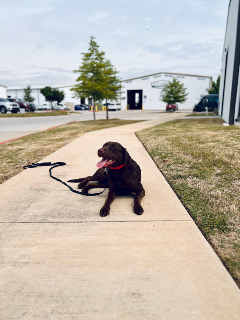 image of chocolate Labrador Retriever at Dog Boarding Facility The Collar Club Academy