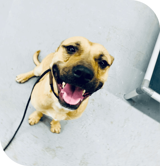 happy dog at The Collar Club Academy in Denton, TX